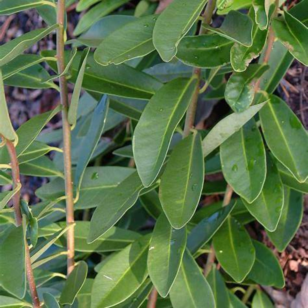 Forest Green Ocala Anise