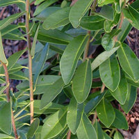 Forest Green Ocala Anise