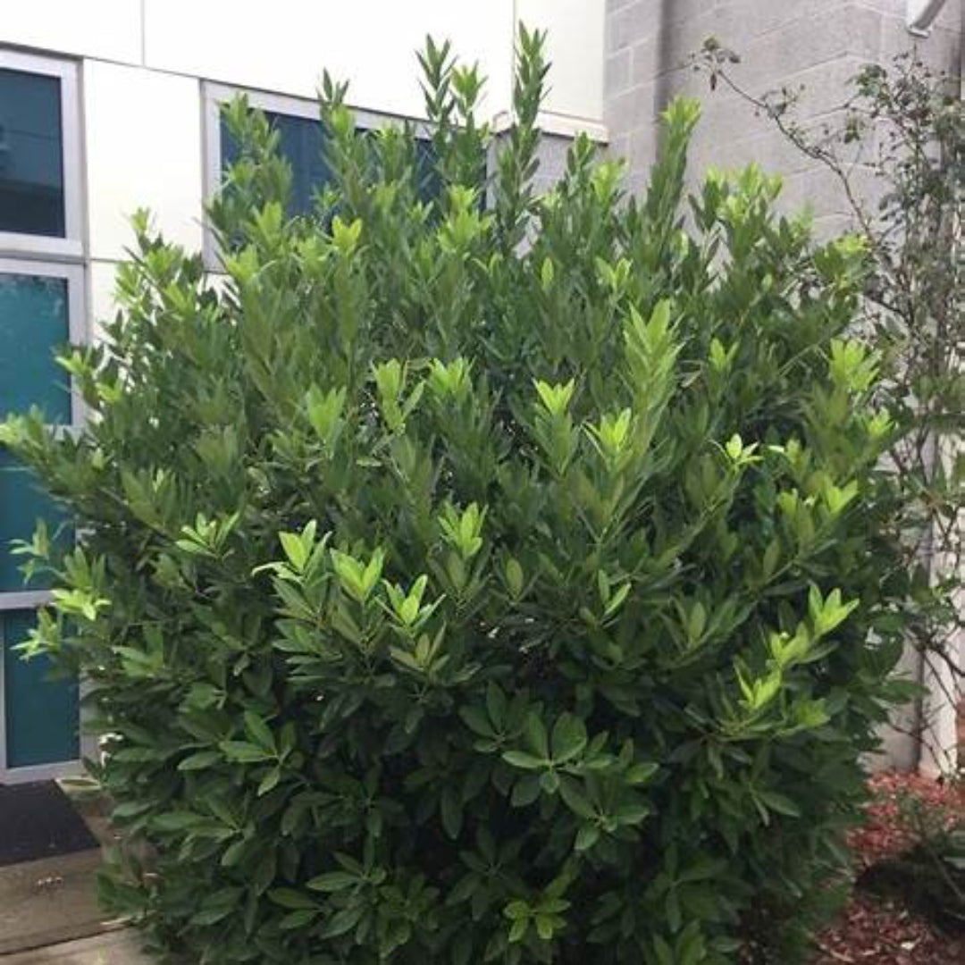 Forest Green Ocala Anise
