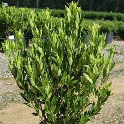 Forest Green Ocala Anise