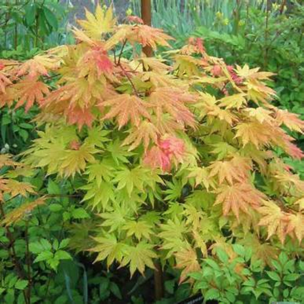 ‘Autumn Moon’ Japanese Maple