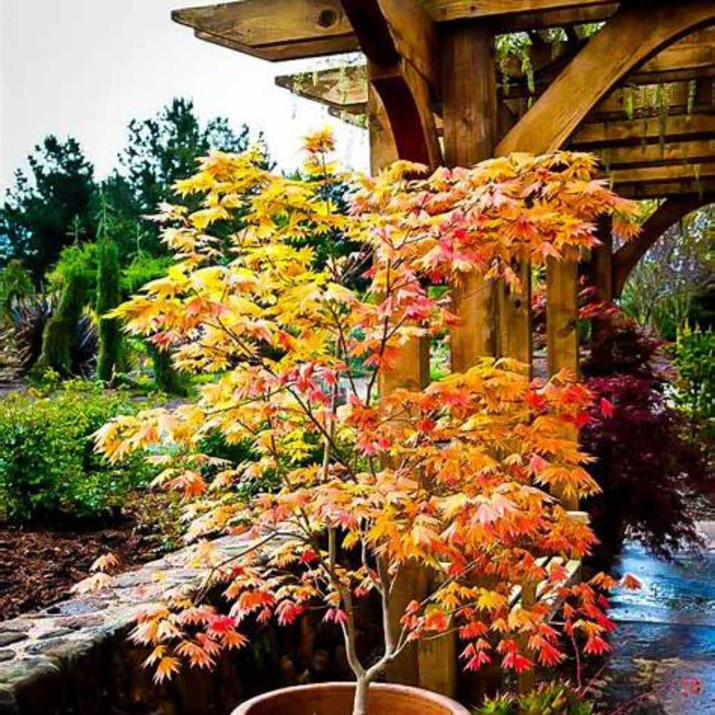 ‘Autumn Moon’ Japanese Maple
