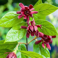 1 gallon Carolina allspice shrub growing healthy green foliage outdoors