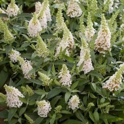 Coconut Butterfly Bush