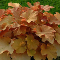 Heuchera × villosa ‘Caramel’ Coral Bells