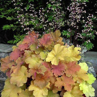 Heuchera × villosa ‘Caramel’ Coral Bells