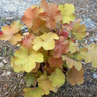 Heuchera × villosa ‘Caramel’ Coral Bells