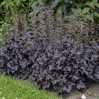 Heuchera Primo Black Pearl  Coral Bells