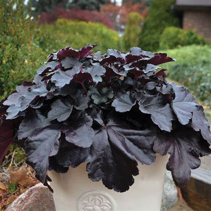 Heuchera Primo Black Pearl  Coral Bells