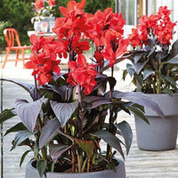 Canna 'Cannova Bronze Scarlet' Lily - [EG]