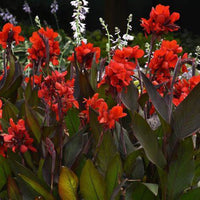 Canna 'Cannova Bronze Scarlet' Lily - [EG]
