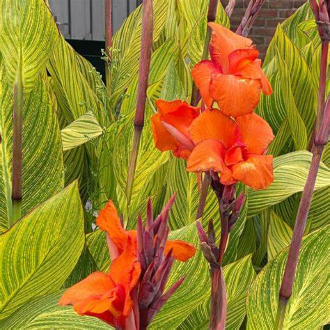 canna tiger lily Canna Tenerife Canna Lily buy online plants and trees at pixies Gardens