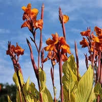 Canna 'Pretoria' aka 'Bengal Tiger' Canna Lily