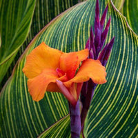 Canna 'Pretoria' aka 'Bengal Tiger' Canna Lily