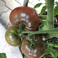 Tomato Plant 'Cherokee Purple'