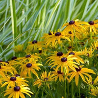 Black Eyed Susan Rudbeckia garden plant