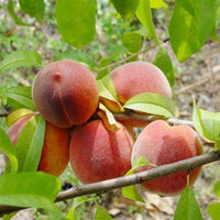 Loring Peach Tree