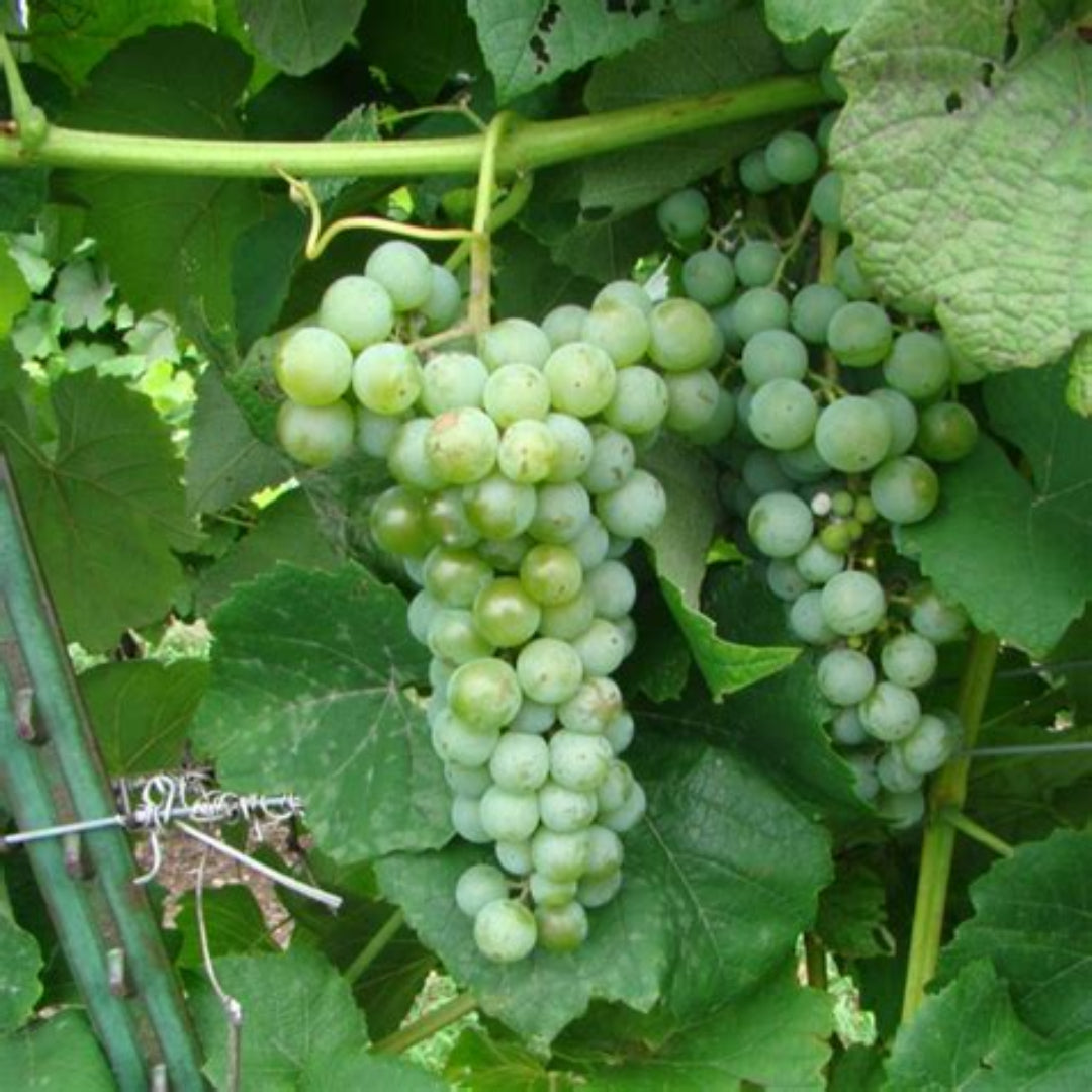 Cayuga White Grape