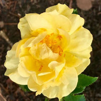 Compact Easy Bee-zy Knock Out Rose growing in garden bed