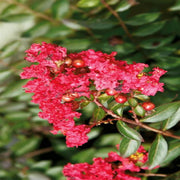 Sweetheart Dazzle Crape Myrtle