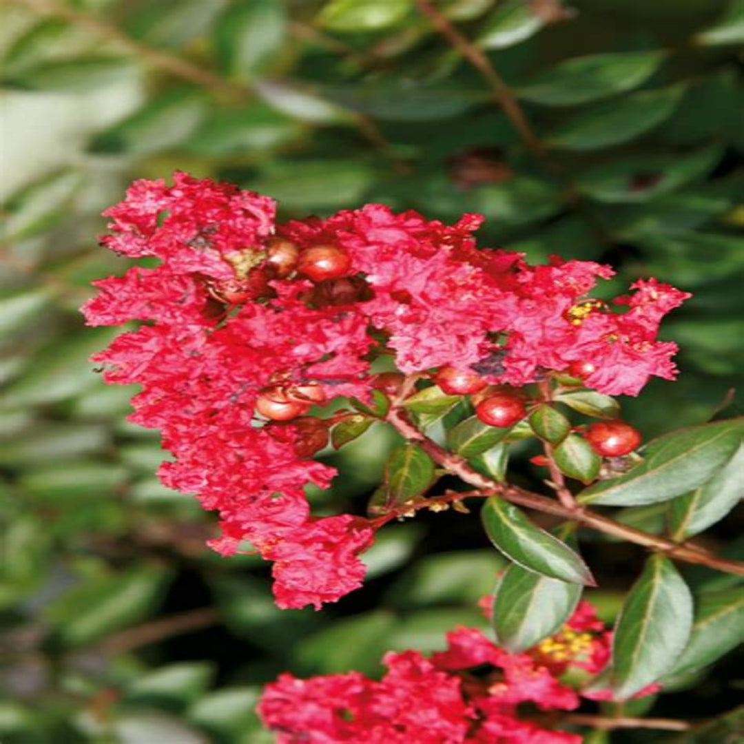 Sweetheart Dazzle Crape Myrtle