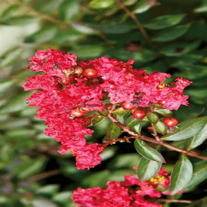 Sweetheart Dazzle Crape Myrtle