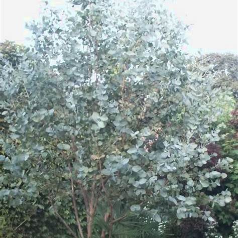 Big O Eucalyptus Tree