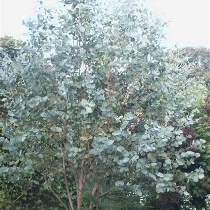 Big O Eucalyptus Tree