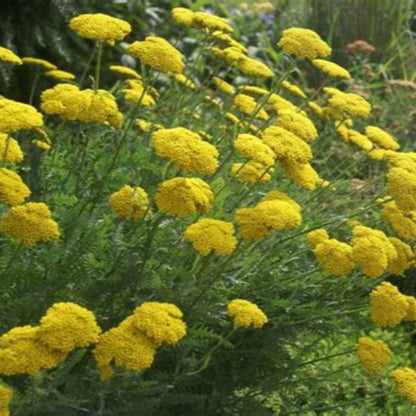 Achillea Coronation Gold Yarrow showing bright yellow flower clusters
