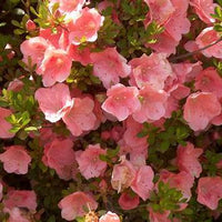 Rhododendron 'Wakaebisu' Azalea