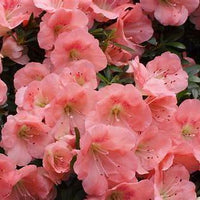 Rhododendron 'Wakaebisu' Azalea