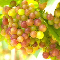 Summit Muscadine