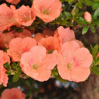 Rhododendron 'Wakaebisu' Azalea