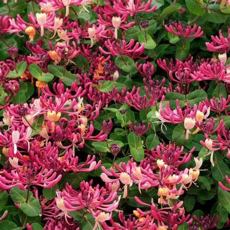 Peaches and Cream Honeysuckle