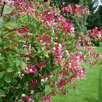 Peaches and Cream Honeysuckle