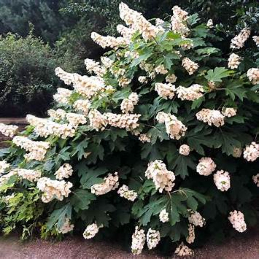Oakleaf Hydrangea in Full Bloom Perfect for Privacy Screens