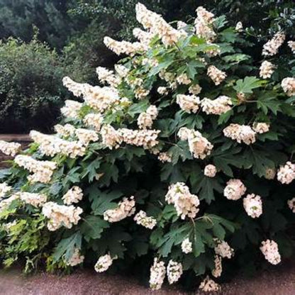Oakleaf Hydrangea in Full Bloom Perfect for Privacy Screens