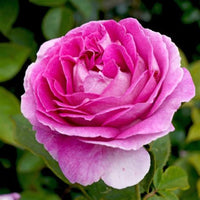 Raspberry Cupcake Rose