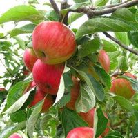 Close view of ripe Fuji apples showing crisp texture and natural red coloring
