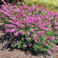 Healthy Bloomerang Dwarf Pink Lilac shrub in outdoor planting