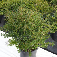 Green Luster Holly