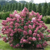 Fire Light Panicle Hydrangea with Tall Pink Flowers