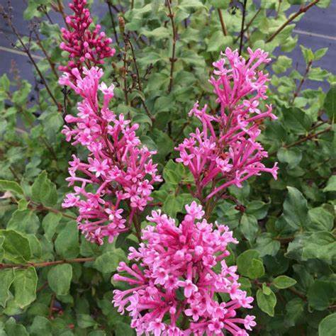 Bloomerang Dwarf Pink Lilac