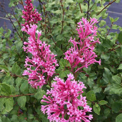 Bloomerang Dwarf Pink Lilac