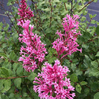Close-up of Bloomerang Dwarf Pink Lilac blooms with fresh petals