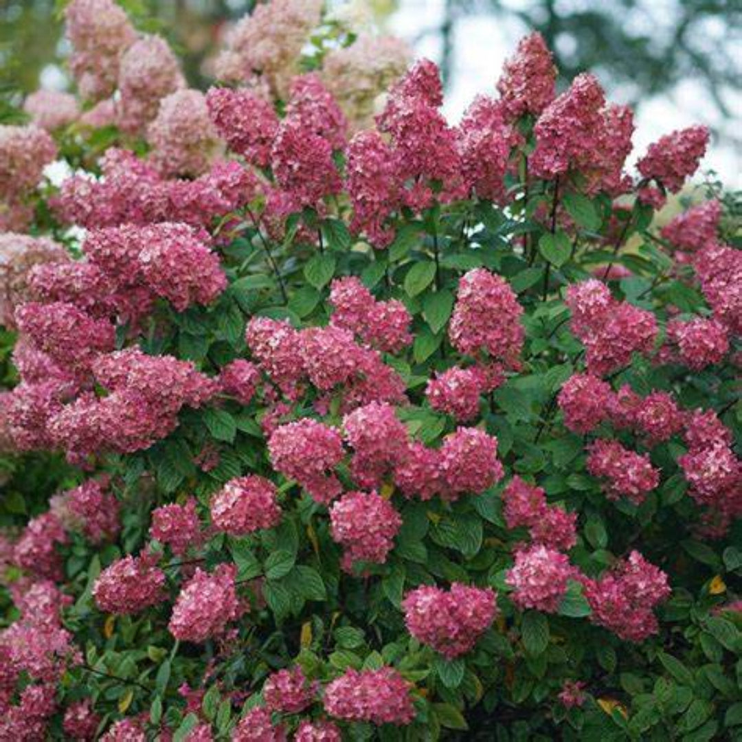 Fire Light Panicle Hydrangea