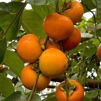 Fuyu Japanese Persimmon