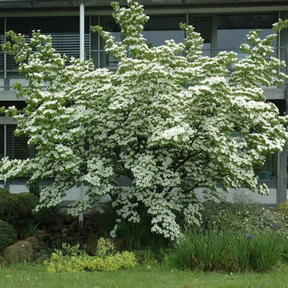 Compact landscape use of Kousa Dogwood Tree