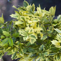 Oakland Holly