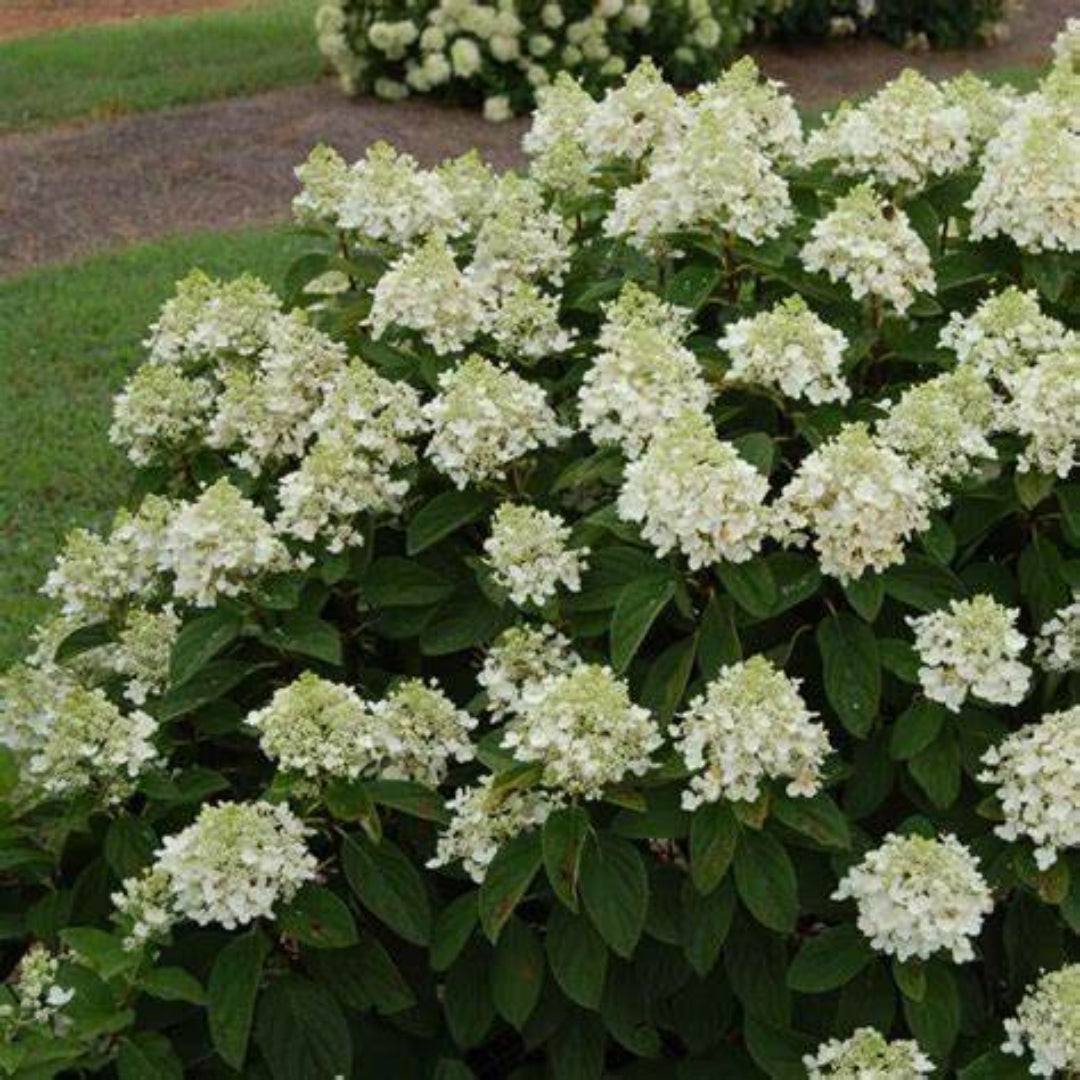 Hydrangea Baby Lace